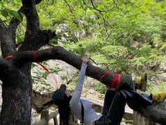 -洛阳白云山景区