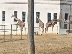 -合肥野生动物园