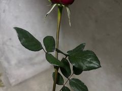 -FEI FEI FLOWER鲜花店·气球派对·宝宝宴布置(虹口德必运动Loft店)