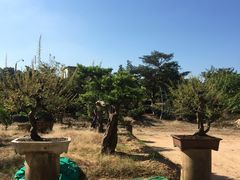 -东莞植物园