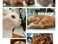 -猫小院猫主题餐厅(三里屯店)