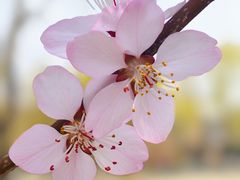 -桃花堤公园