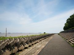 -上海滨江森林公园