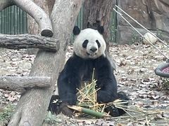 -成都动物园