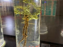 -广东中医药博物馆