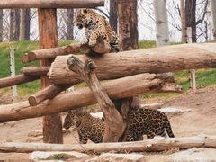 -北京野生动物园