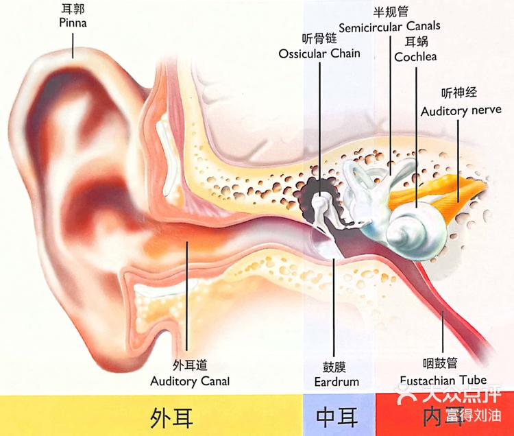 听觉神经分布图图片