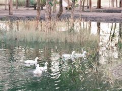 -金塔沙漠胡杨林景区