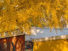 -三里屯东五街银杏大道