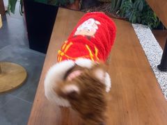 -野人先生Gelato(上海长宁龙之梦店)