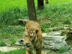 -北京野生动物园