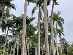 -中国科学院西双版纳热带植物园