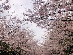 -高东镇樱花园