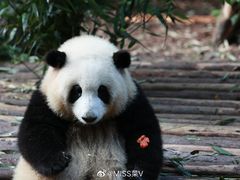 -成都大熊猫繁育研究基地