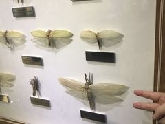 -上海昆虫博物馆