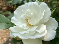 -上海鲜花港
