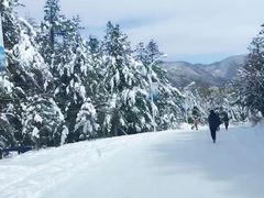 -黄椅山火山森林公园