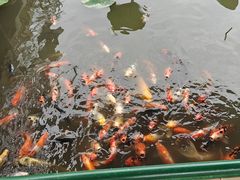-白洋淀景区