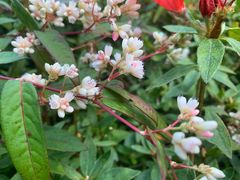 景点-苍山感通索道