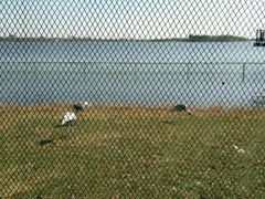 -武清南湖绿博园