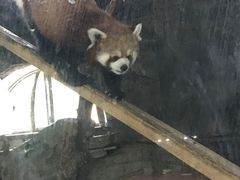 -哈尔滨北方森林动物园