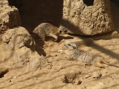 -昆明动物园