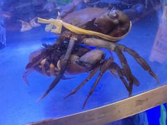 -七欣天香辣蟹火锅(上海银亿滨江店)