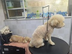 -芭比堂动物医院·犬猫全科·异宠专科(雁塔分院)