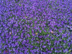 -人民公园-相亲角