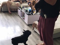 -翊宠yipet猫狗购宠庄园犬舍•猫舍