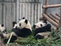 -成都大熊猫繁育研究基地