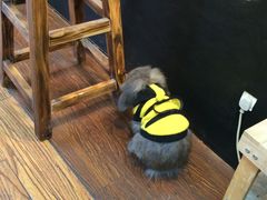 -志龙皇冠吃货椰子铺