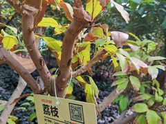 -呀路古热带植物园