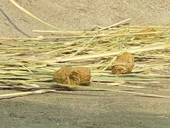 -中国大熊猫保护研究中心雅安碧峰峡基地