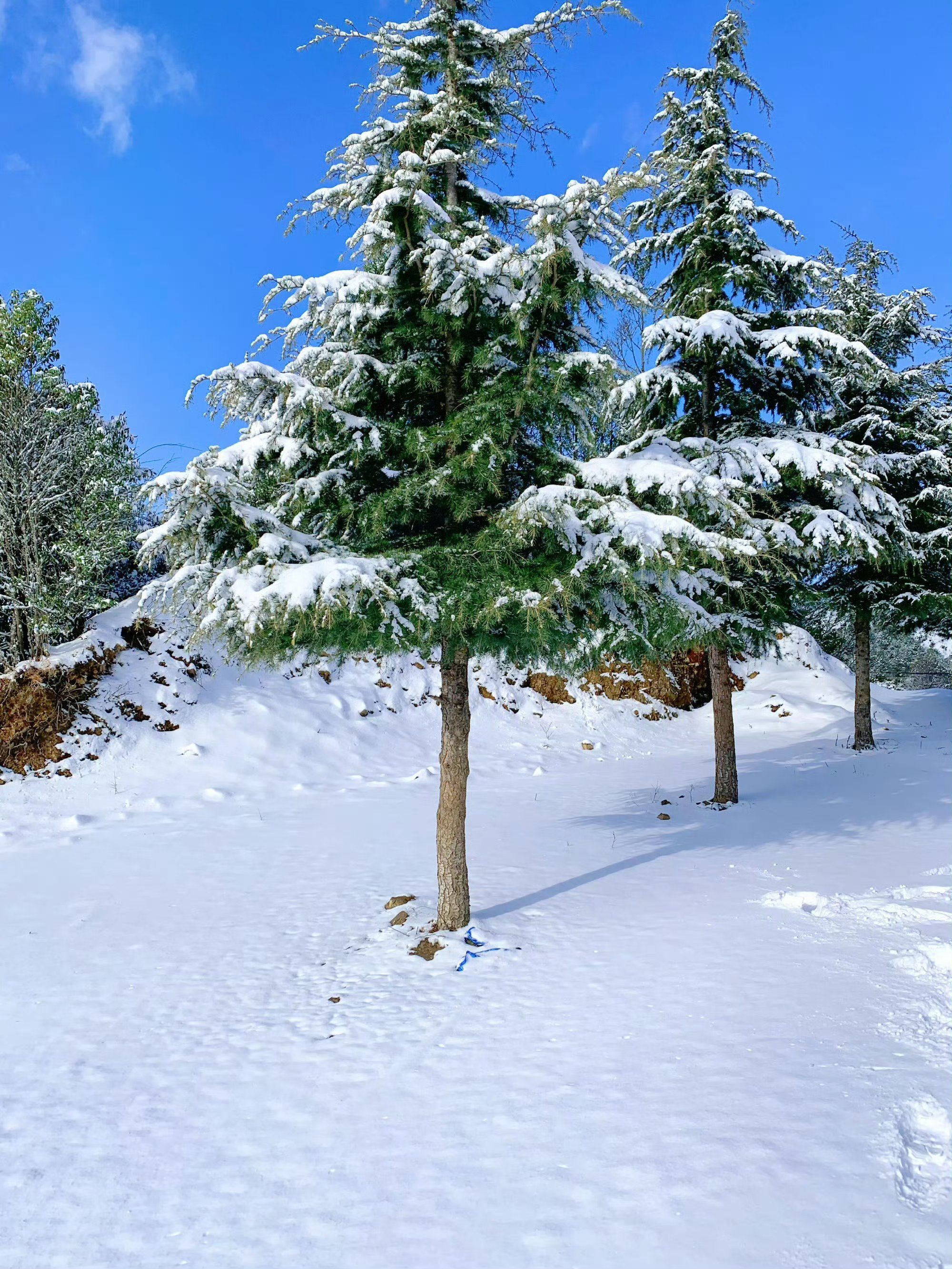 冬天就适合赏雪🌨️ 在昆明的雪山 被治愈了