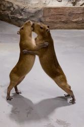 -Zoolung Zoolung动物主题公园(海信广场店)