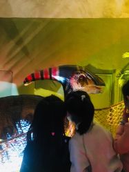 -恐龙探索乐园(磁器口店)