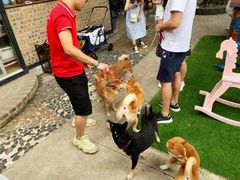 -柴犬高等学院·狗咖·柴犬售卖·宠物训练