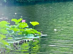-荔湾湖公园