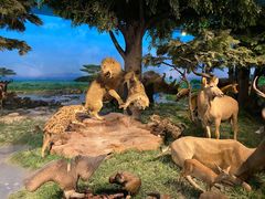 -国家自然博物馆