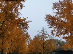 -三里屯东五街银杏大道