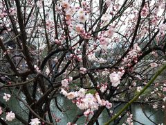 -香雪海