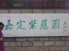 -嘉定紫藤园