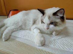 -乐派堂宠物医院·猫友好· 心脏科(东街店)