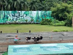 -深圳野生动物园