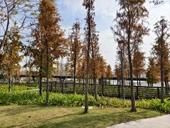 -王借岗森林公园