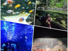 -江和美海洋公园