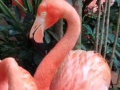 -海南热带野生动植物园