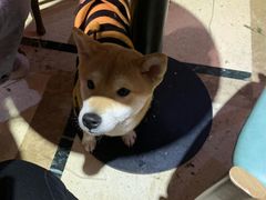 -猫色咖啡·猫咖