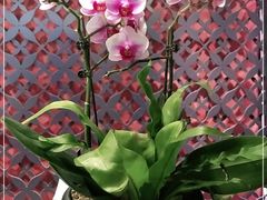 -LANN I 蘭 泰式古法按摩(徐家汇城开YOYO店)